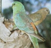 Lake Albacutya Regional Park - Palm Beach Accommodation