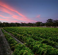 Amherst Winery - Palm Beach Accommodation