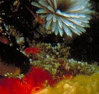 Point Cooke Marine Sanctuary - Palm Beach Accommodation