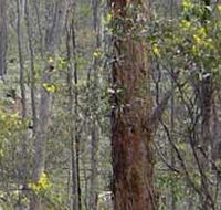 Heathcote-Graytown National Park - Palm Beach Accommodation