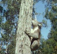 Creswick Regional Park - Palm Beach Accommodation