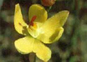 Langwarrin Flora And Fauna Reserve - Palm Beach Accommodation 0