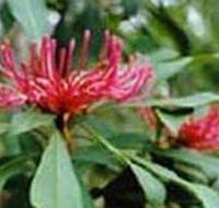 Alfred National Park - Palm Beach Accommodation