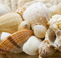 Anglesea Beach Club - Palm Beach Accommodation