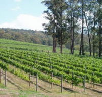 Piedmont Vineyard - Palm Beach Accommodation
