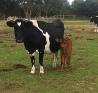 Animal Land Children's Farm - Palm Beach Accommodation