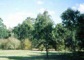 Sweeneys Flat - Palm Beach Accommodation 0