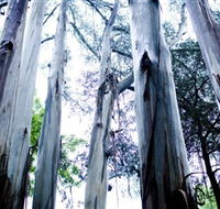 Dandenong Ranges National Park - Palm Beach Accommodation