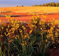 Royal Botanic Gardens Victoria Cranbourne - Palm Beach Accommodation