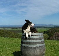 Windy Ridge Vineyard and Winery - Palm Beach Accommodation