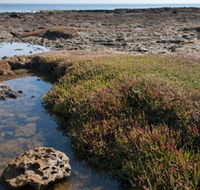 Ricketts Point Marine Sanctuary - Palm Beach Accommodation