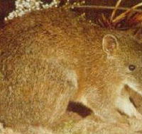 The Pines Flora and Fauna Reserve - Palm Beach Accommodation