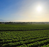 GREENSTONE VINEYARDS - Palm Beach Accommodation