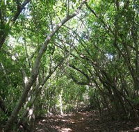 Eucalypt Trail - Palm Beach Accommodation