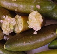 Sandy Creek Olives and Finger Limes - Palm Beach Accommodation