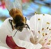 Clayridge Honey - Palm Beach Accommodation