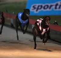 Dapto Dogs - Palm Beach Accommodation