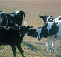 Bodalla Dairy Cheese Factory - Palm Beach Accommodation