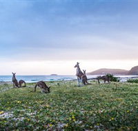 Pebbly Beach - Palm Beach Accommodation