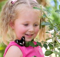 Coffs Harbour Butterfly House - Palm Beach Accommodation