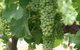 Roses Vineyard At Innes View - thumb 4