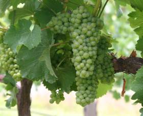 Roses Vineyard At Innes View - Palm Beach Accommodation 4