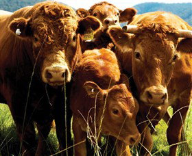 Krinklewood Vineyard - Palm Beach Accommodation 4