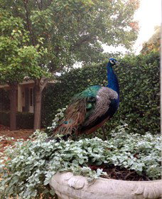 Krinklewood Vineyard - Palm Beach Accommodation 3