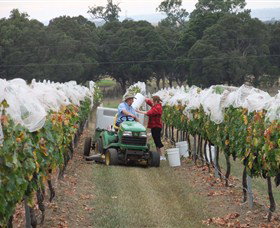 Razorback Ridge Wines - Palm Beach Accommodation 7