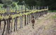 Bundaleer Wines - thumb 1