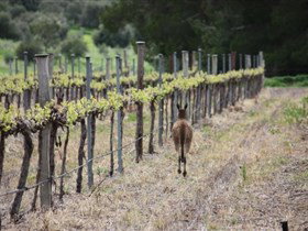 Bundaleer Wines - Palm Beach Accommodation 1