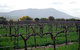 Remarkable View Wines - thumb 1