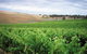 Uleybury Wines - thumb 2