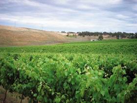 Uleybury Wines - Palm Beach Accommodation 2
