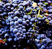 Nandroya Vineyard - Palm Beach Accommodation
