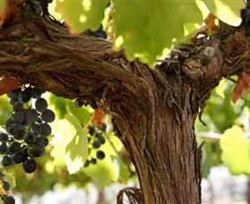 Harcourt North VIC Palm Beach Accommodation