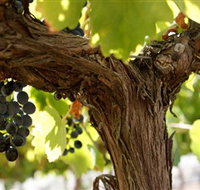 Blackjack Vineyards - Palm Beach Accommodation