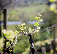 Whistling Eagle Vineyard - Palm Beach Accommodation