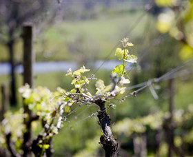 Whistling Eagle Vineyard - Palm Beach Accommodation 0