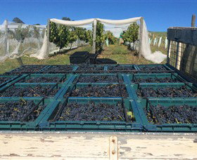 Three Willows Vineyard - Palm Beach Accommodation 1