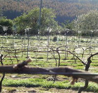 Three Willows Vineyard - Palm Beach Accommodation