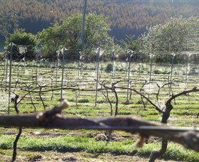 Three Willows Vineyard - Palm Beach Accommodation 0
