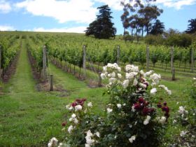 Pembroke Estate Vineyard - Palm Beach Accommodation 0