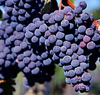 Morningside Vineyard - Palm Beach Accommodation