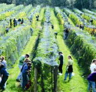 Crosswinds Vineyard - Palm Beach Accommodation