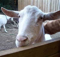 Drysdale Cheeses - Palm Beach Accommodation