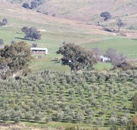 Wymah Organic Olives and Lambs - Palm Beach Accommodation