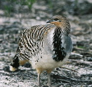 Yongergnow Australian Malleefowl Centre - Palm Beach Accommodation