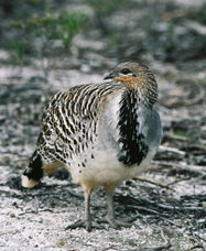 Yongergnow Australian Malleefowl Centre - Palm Beach Accommodation 0
