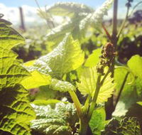 Punt Road Winery - Palm Beach Accommodation